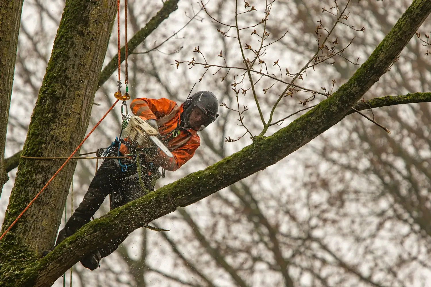 Snijder Boomverzorging in actie